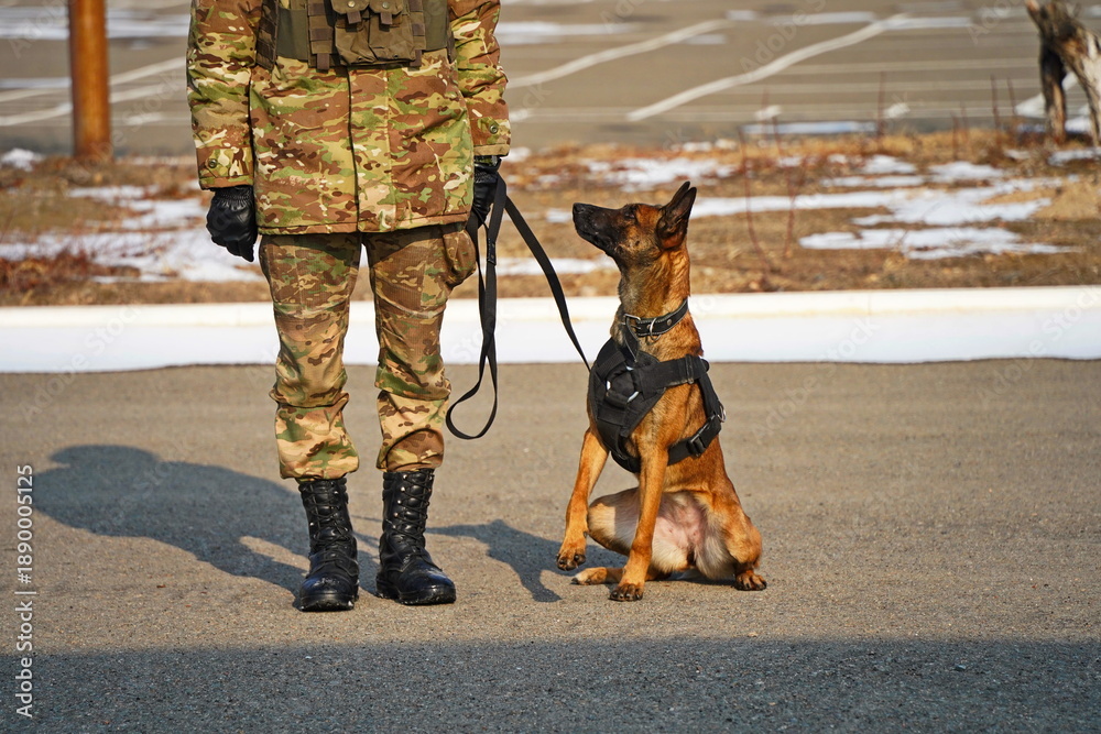 Fototapeta premium Almaty, Kazakhstan - 01.20.2026 : A soldier trains a service dog in commands.