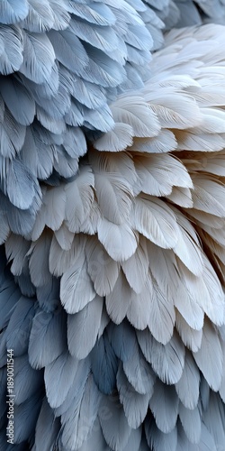 Textural Featherscape A Symphony of Soft Whiteness and Subtle Greys Blending in Abstract Beauty