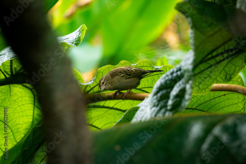 Female House Sparrow (Passer domesticus) Among Green Leaves