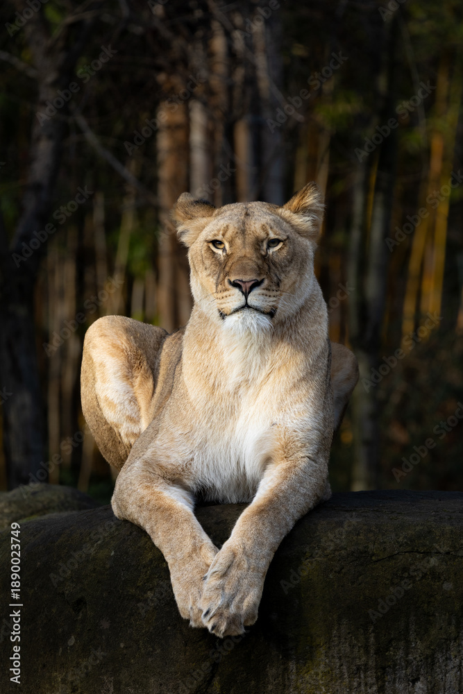Fototapeta premium Lioness (Panthera leo) Portrait – Female African Lion