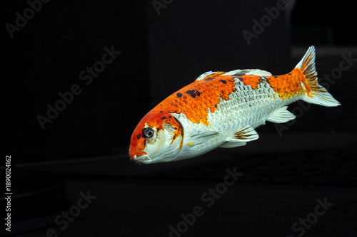 Koi Carp (Cyprinus carpio koi) with Orange Pattern Swimming in Water