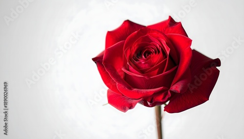 red rose on white background AI generated image
