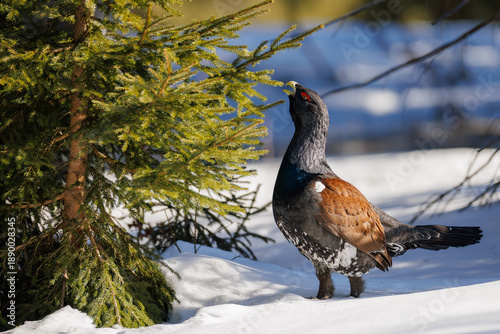 Western capercaillie (Tetrao urogallus) male in snowy forest habitat during winter, feeding on spruce needles in bright sunlight