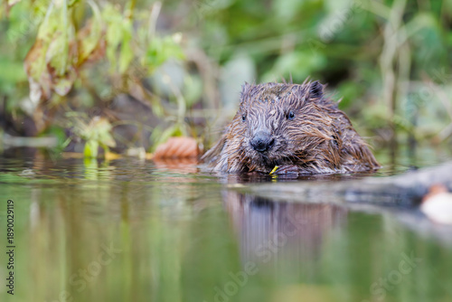 European beaver (Castor fiber) swimming in calm water near riverbank, partially submerged, with reflections and green vegetation in natural wild habitat