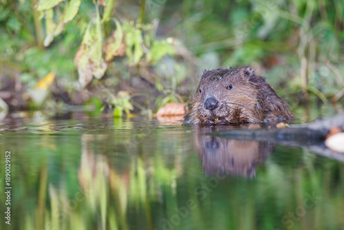 European beaver (Castor fiber) swimming in calm water near riverbank, partially submerged, with reflections and green vegetation in natural wild habitat