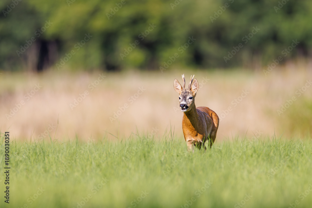 Obraz premium Roe deer (Capreolus capreolus) standing alert in green meadow at forest edge during summer, young buck with velvet antlers looking directly at camera in natural habitat