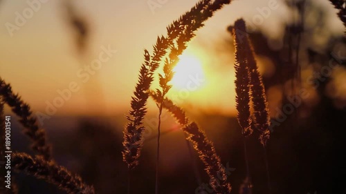 Golden sunset light illuminates a dry wheat field and wild thistles in a summer meadow, showcasing yellow cereal grains under a blue autumn sky on a peaceful rural farm