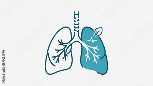 Human Lungs Anatomy Illustration with Bronchi.