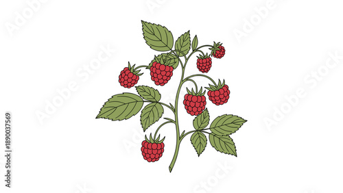 A delicate raspberry bush with ripe red berries and green leaves, a perfect illustration of summer harvest and the sweet taste of fresh fruit.
