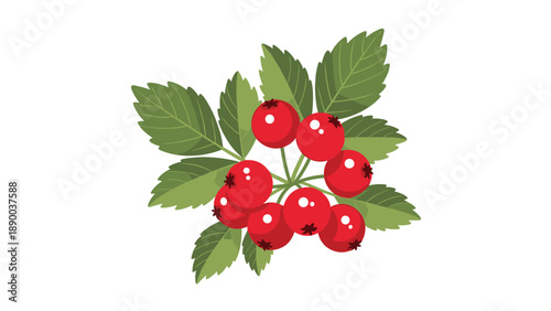 Close-up of bright red elderberries with green leaves, isolated on a white background, showcasing the natural beauty of wild berries and their vibrant color.