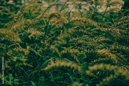 Softly lit wild grass seed heads in a lush green field, capturing natural texture, calmness, and organic beauty