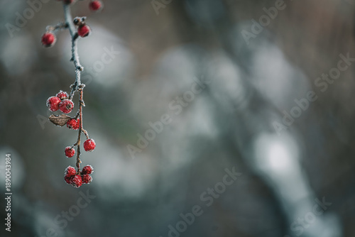 red berries on a branch covered with frost and snow