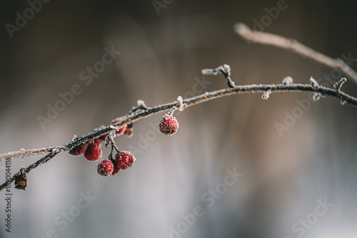 red berries on a branch covered with frost and snow
