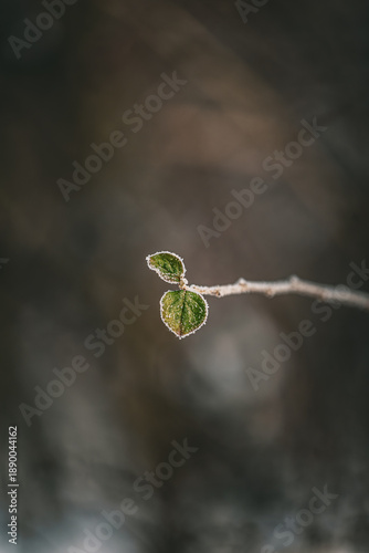 snow covered branches with ice covered leaves on a tree