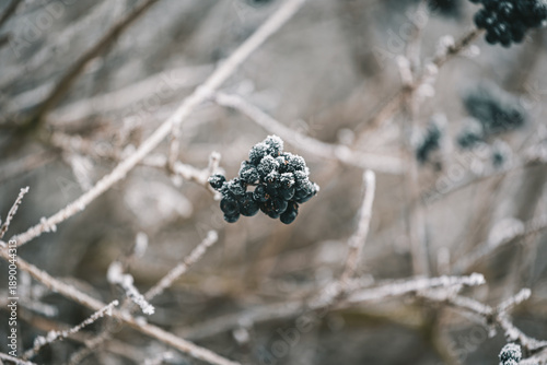 chokeberry on the bush