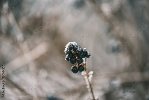 chokeberry on the bush