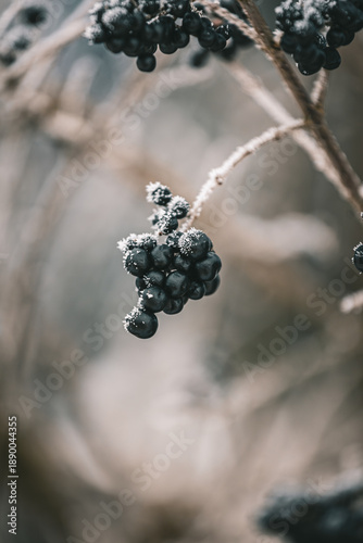 chokeberry on the bush
