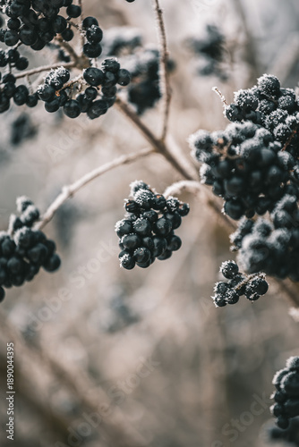 chokeberry on the bush