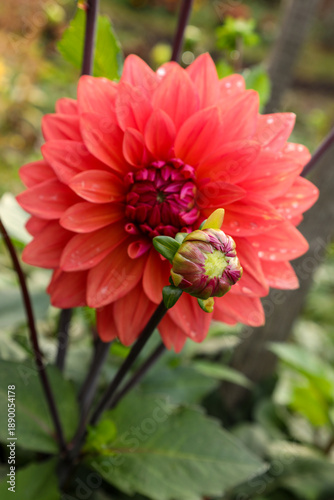 Wallpaper Mural a blossoming bud of a red decorative dahlia Torontodigital.ca