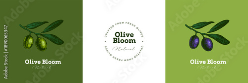 Vintage sketch banners with olive branches. Extra virgin, farm product, Mediterranean cuisine, cosmetic, organic farm, packaging label, bottle sticker, menu. Engraved hand drawn vector illustration.