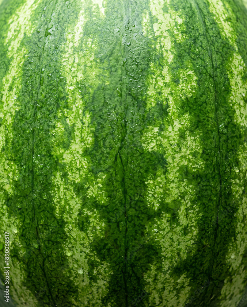 Fototapeta premium Detail of the texture and pattern of a watermelon peel