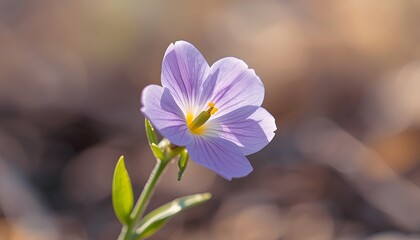 free beautiful 4k 8k 16k wallpaper pc laptop 