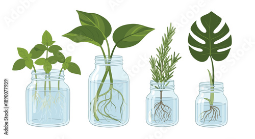 Collection of glass jars filled with water, each containing a different plant cutting with roots developing, showcasing hydroponic propagation methods for herbs and ho...