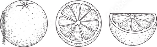 Whole orange half orange and quarter orange line citrus