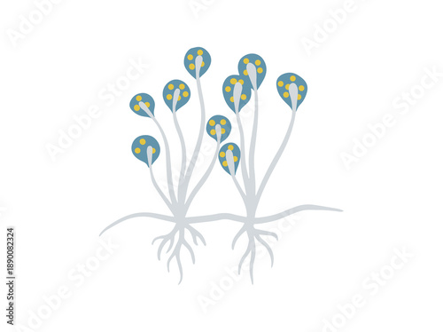 Spore Cladosporium Fungus