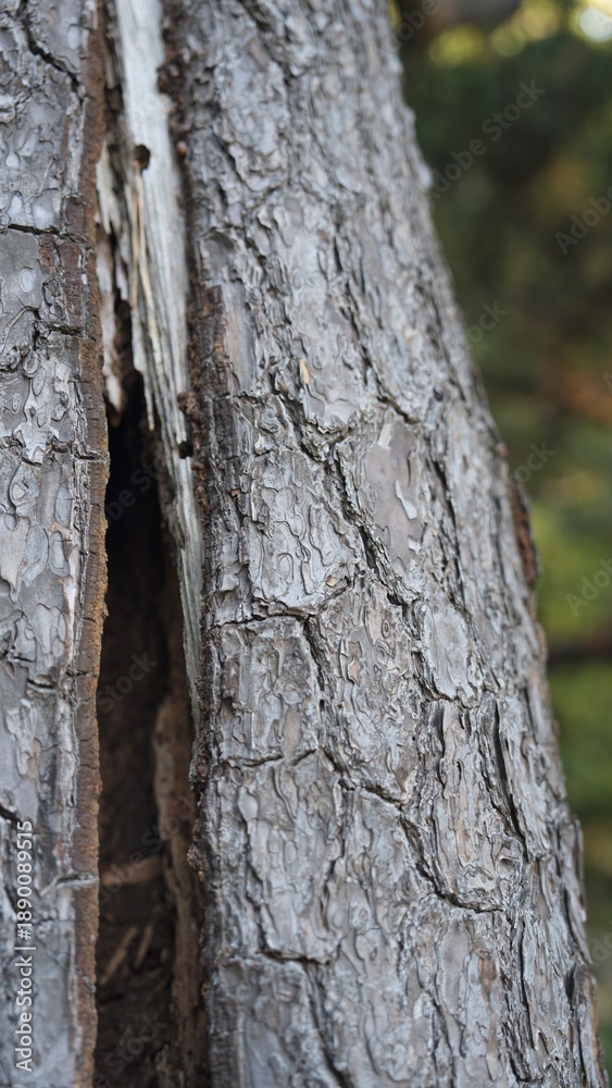 Fototapeta premium 樹皮