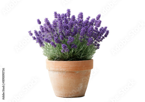 Lavender plant in terracotta pot blooming purple flowers Isolated on transparent background
