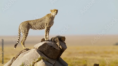 Cheetah mum with cubs standing on a rock in the middle of African savannah
