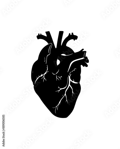 Heart Anatomy Vector Illustration