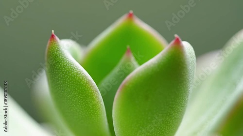 Seamless Organic Animation A perfectly looping animation of natural plant motion, suitable for tranquil backgrounds.