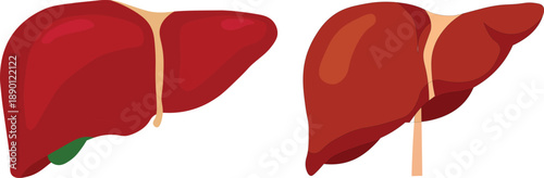 Illustrated vector of colorful human liver anatomy medicine and health concept artwork