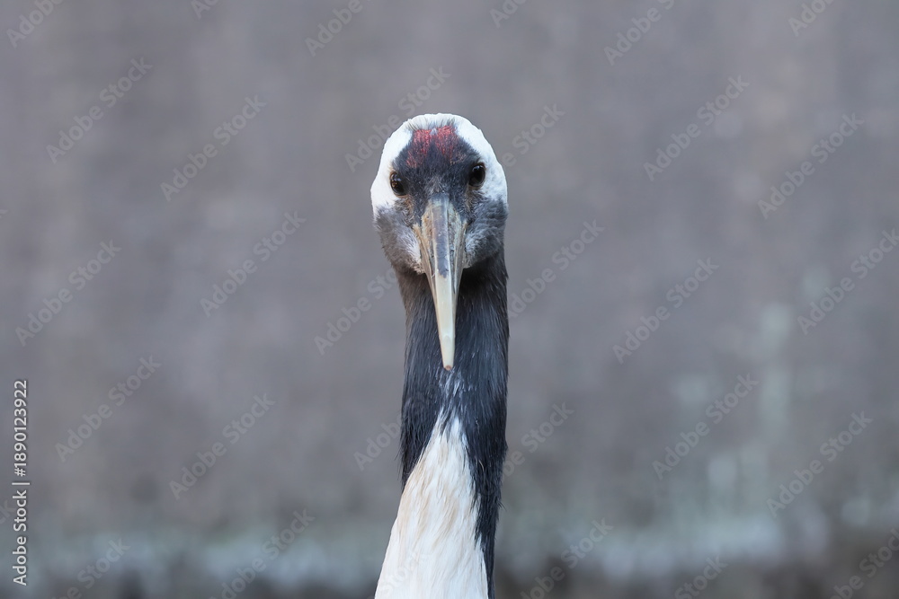 Naklejka premium タンチョウ