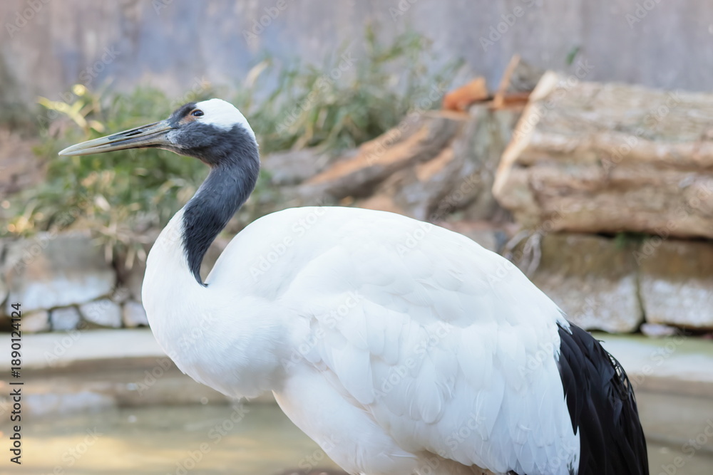 Fototapeta premium タンチョウ