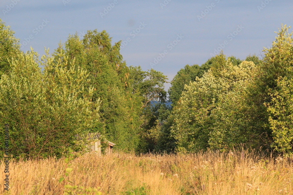 Obraz premium deer in the forest