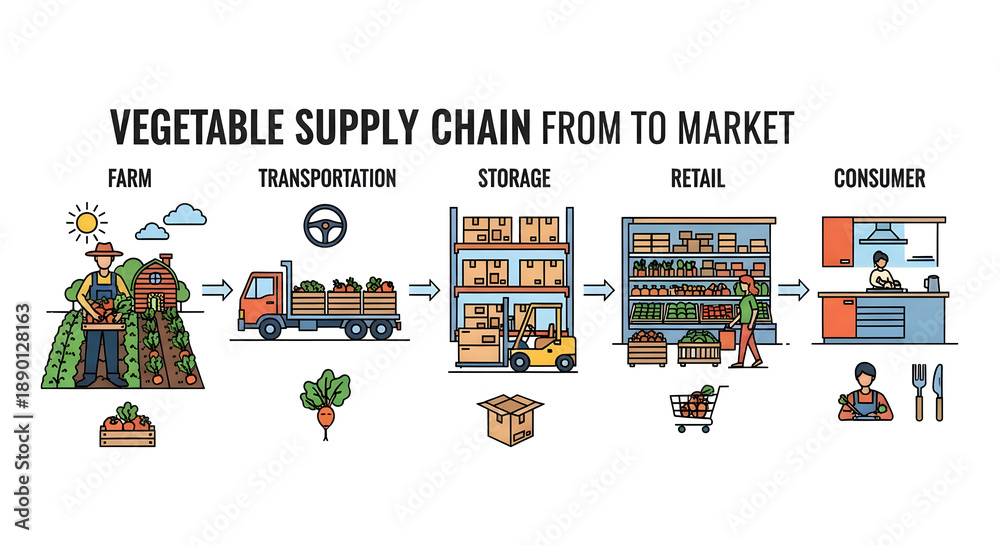 Fototapeta premium Vegetable supply chain process illustration on white background from farm to market