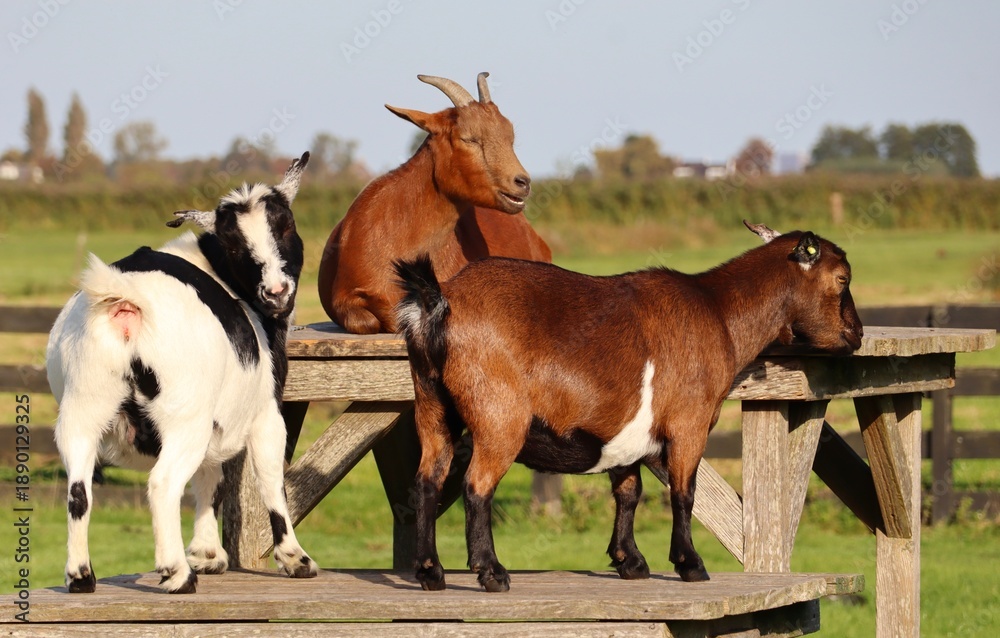 Obraz premium goat and foal