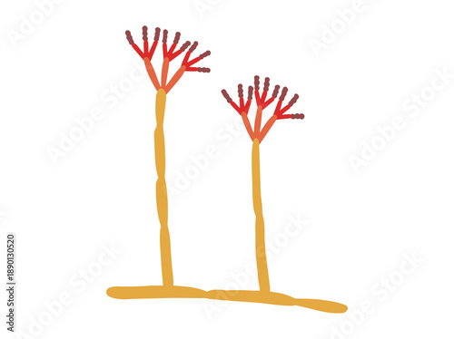 Spore Penicillium Fungus Clip Art
