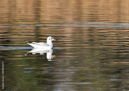 Möwe im Abendlicht