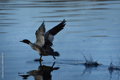 Auf der Flucht
