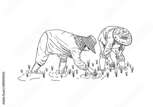Drawing of Thai Farmers are planting rice in the farm