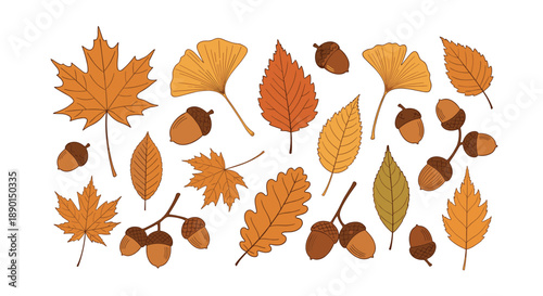 Seasonal collection of various autumn leaves and acorns in warm shades of orange, yellow, and brown isolated on a white background.