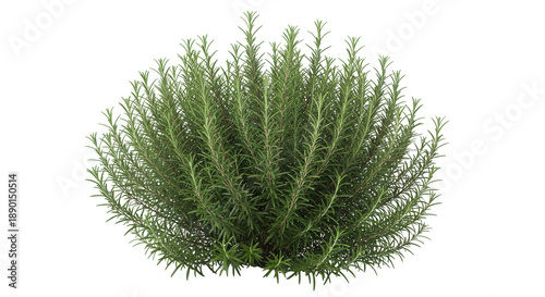 Fresh green rosemary plant full bush with fragrant leaves, cut out, stock png, isolated on transparent background