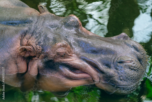 A gentle giant finds calm in cool waters—this hippopotamus glides effortlessly through the pool, reminding us that beneath the powerful build lies a surprisingly graceful soul of Africa’s rivers.