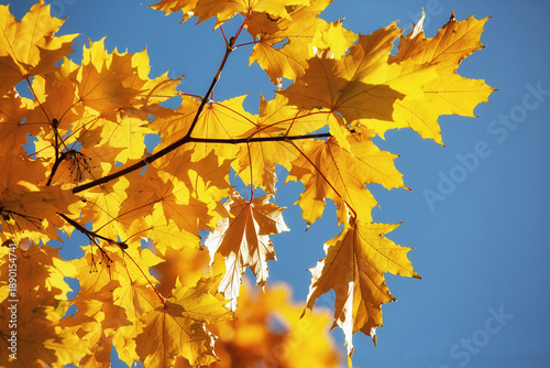 Bright autumn maple leaves glow golden against clear blue sky, sunlight illuminating serrated edges, branches gently overlapping, seasonal foliage creating warm.