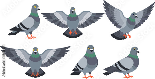 Pigeon bird vector set with flying and standing poses, gray urban doves and realistic feather details isolated on white background for wildlife and city nature design