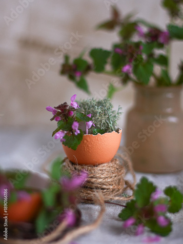 Purple deadnettle flower (Lamium purpureum) growing in eggshell pot with rustic twine on table. Concept of Easter decor, botanical eco lifestyle, natural background for card, banner, social media.